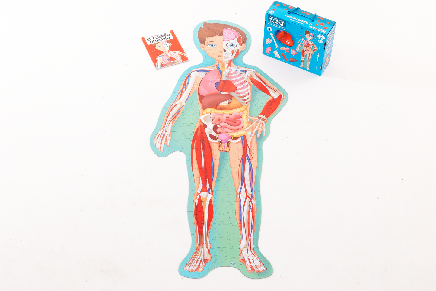 Cuerpo humano nueva edicion