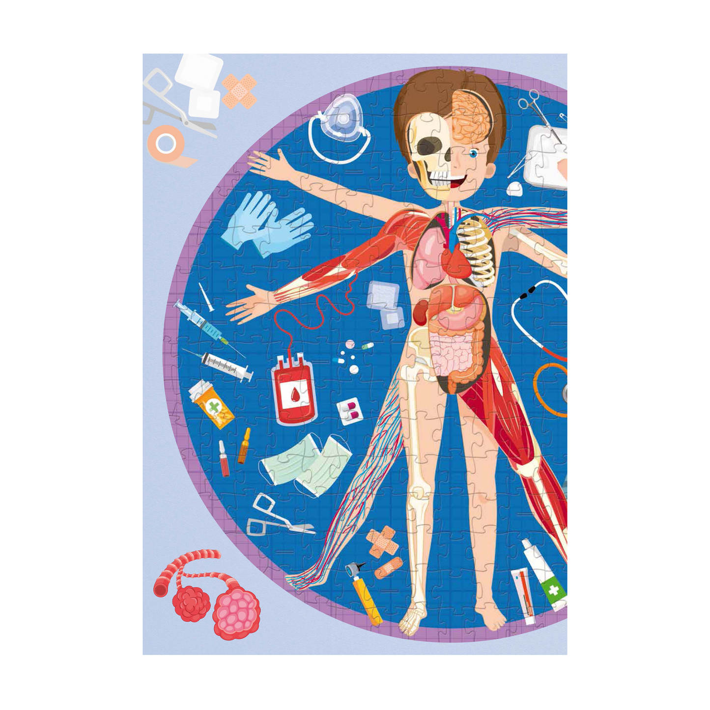 Todo sobre el cuerpo humano