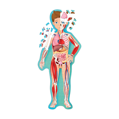 El cuerpo humano