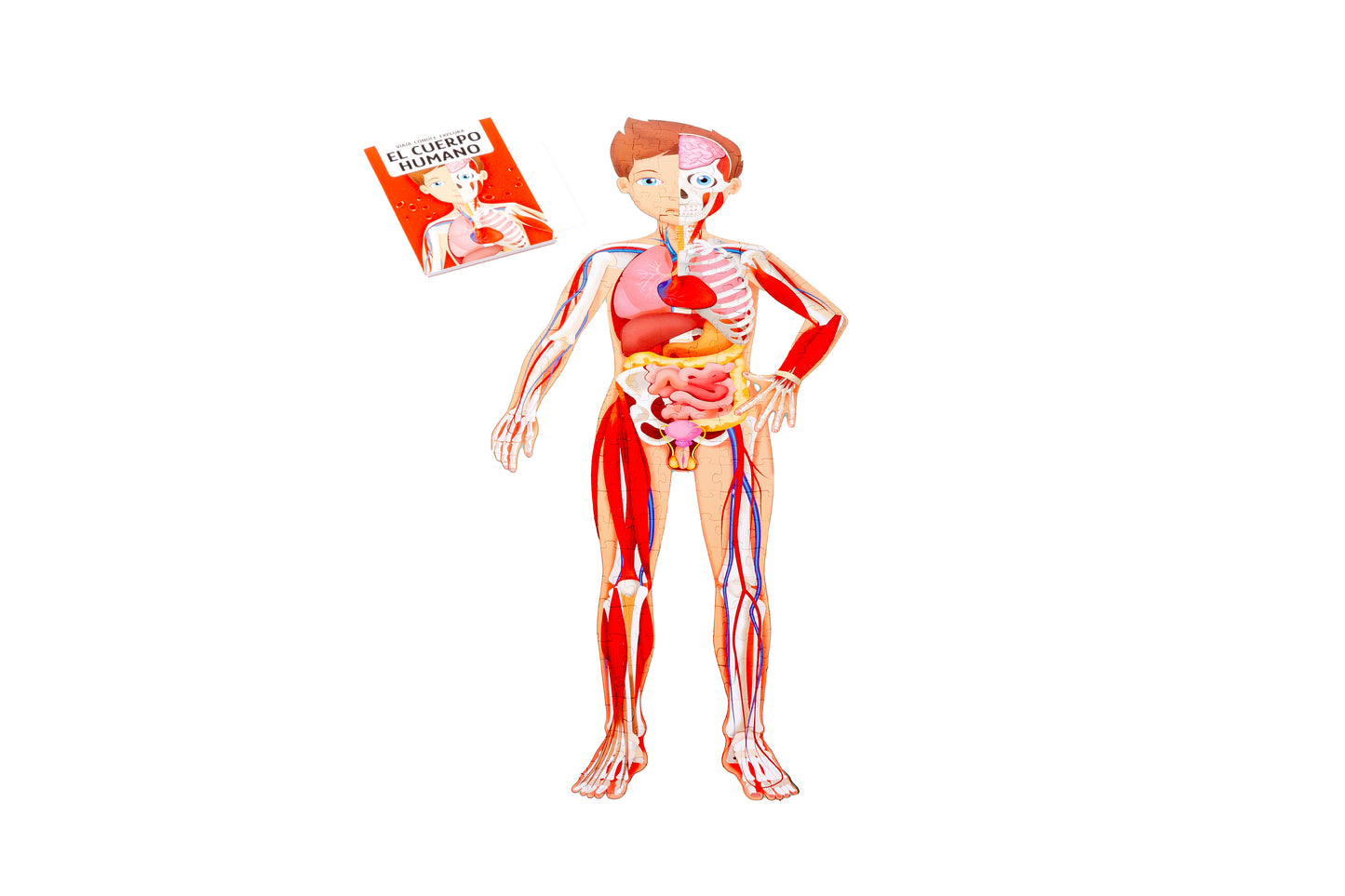 Cuerpo humano